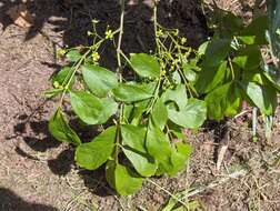 Image of Japanese spindletree