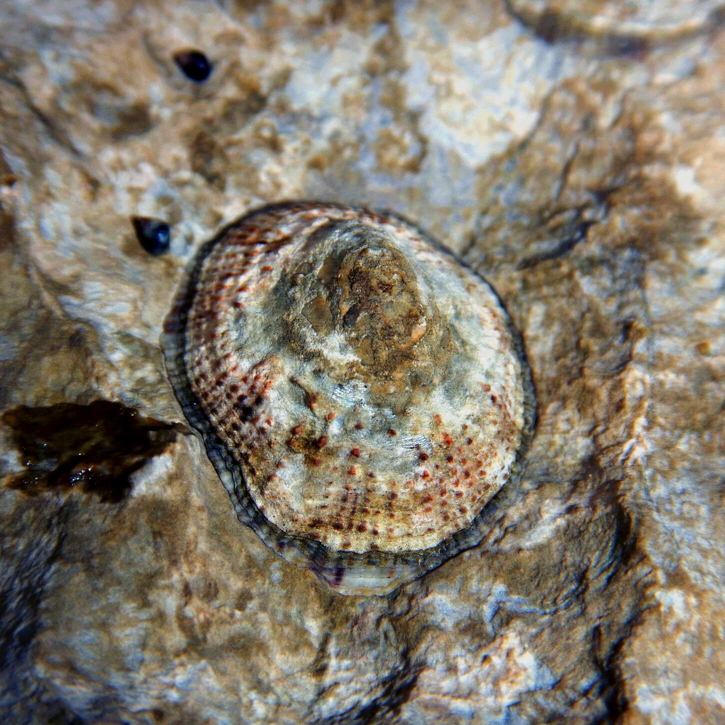 Image of Rustic Limpet