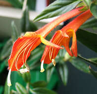 Imagem de Columnea crassifolia Brongn. ex Lem.