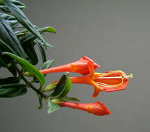 Imagem de Columnea crassifolia Brongn. ex Lem.