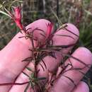 Image de Ludwigia linearis Walt.