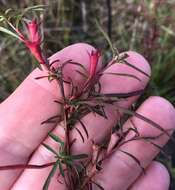 Image de Ludwigia linearis Walt.