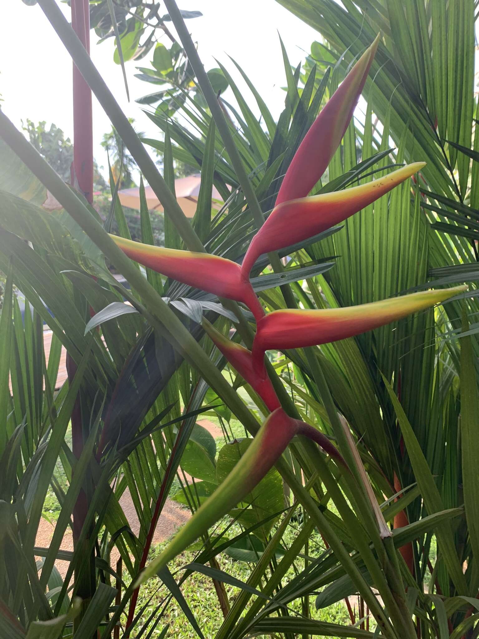 Image of Heliconia rauliniana Barreiros