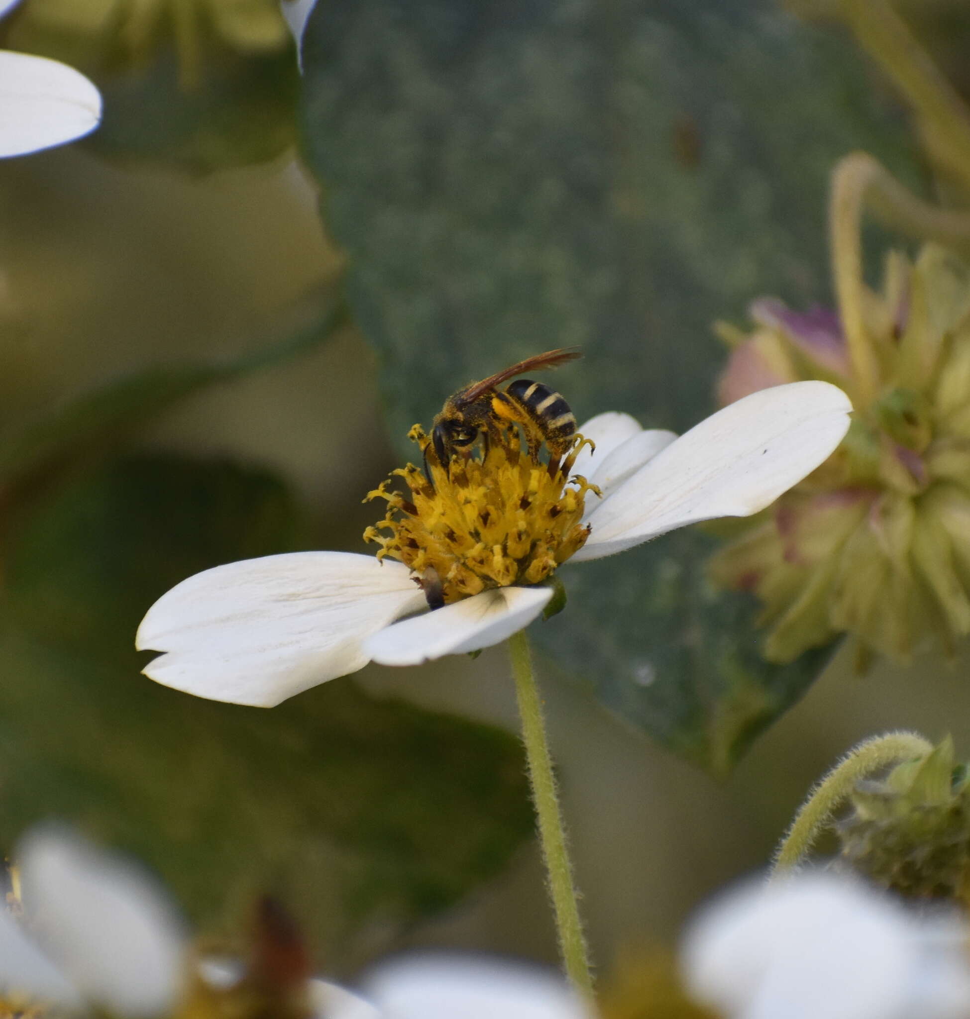 Lasioglossum costale (Vachal 1904) resmi