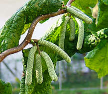 Image of Cobnut