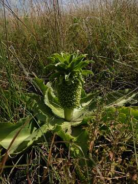 صورة Eucomis autumnalis (Mill.) Chitt.