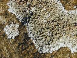 Image of Blue-gray rosette lichen