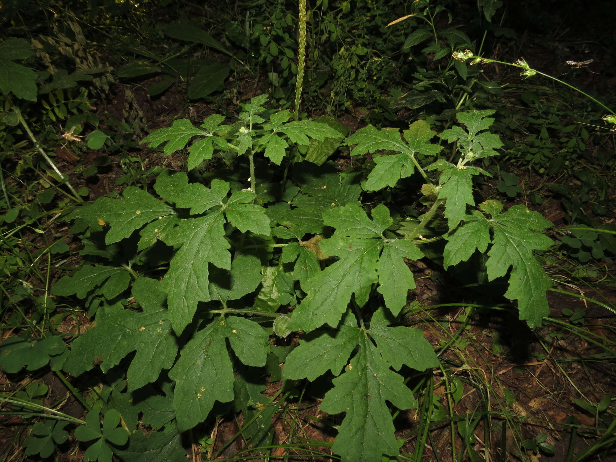 Image of Blumenbachia latifolia Cambess.