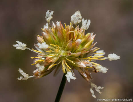 Image of Green-Head Rush