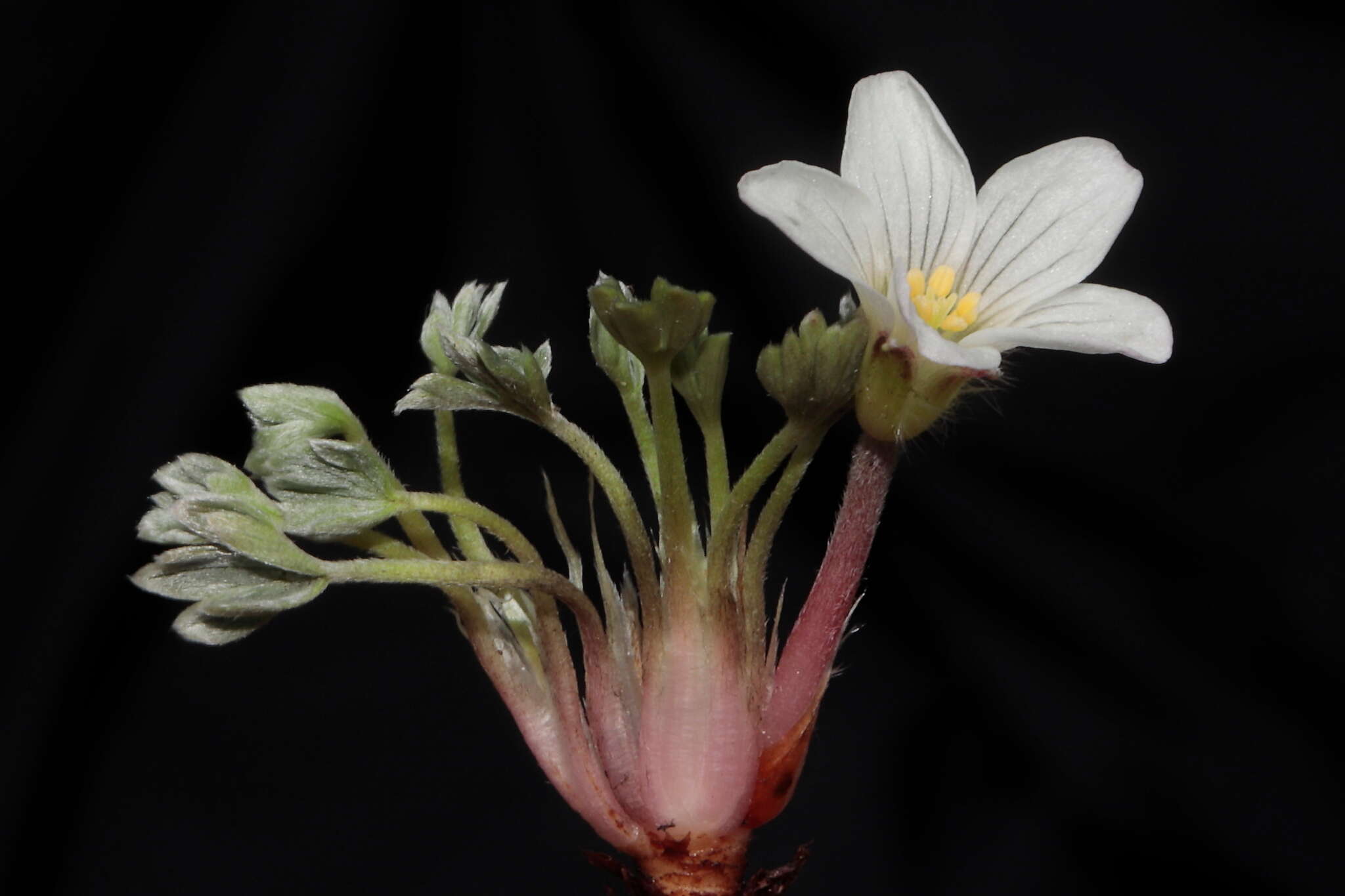 Imagem de Geranium ruizii Hieron.