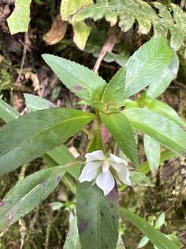 Image of Creole-Tea