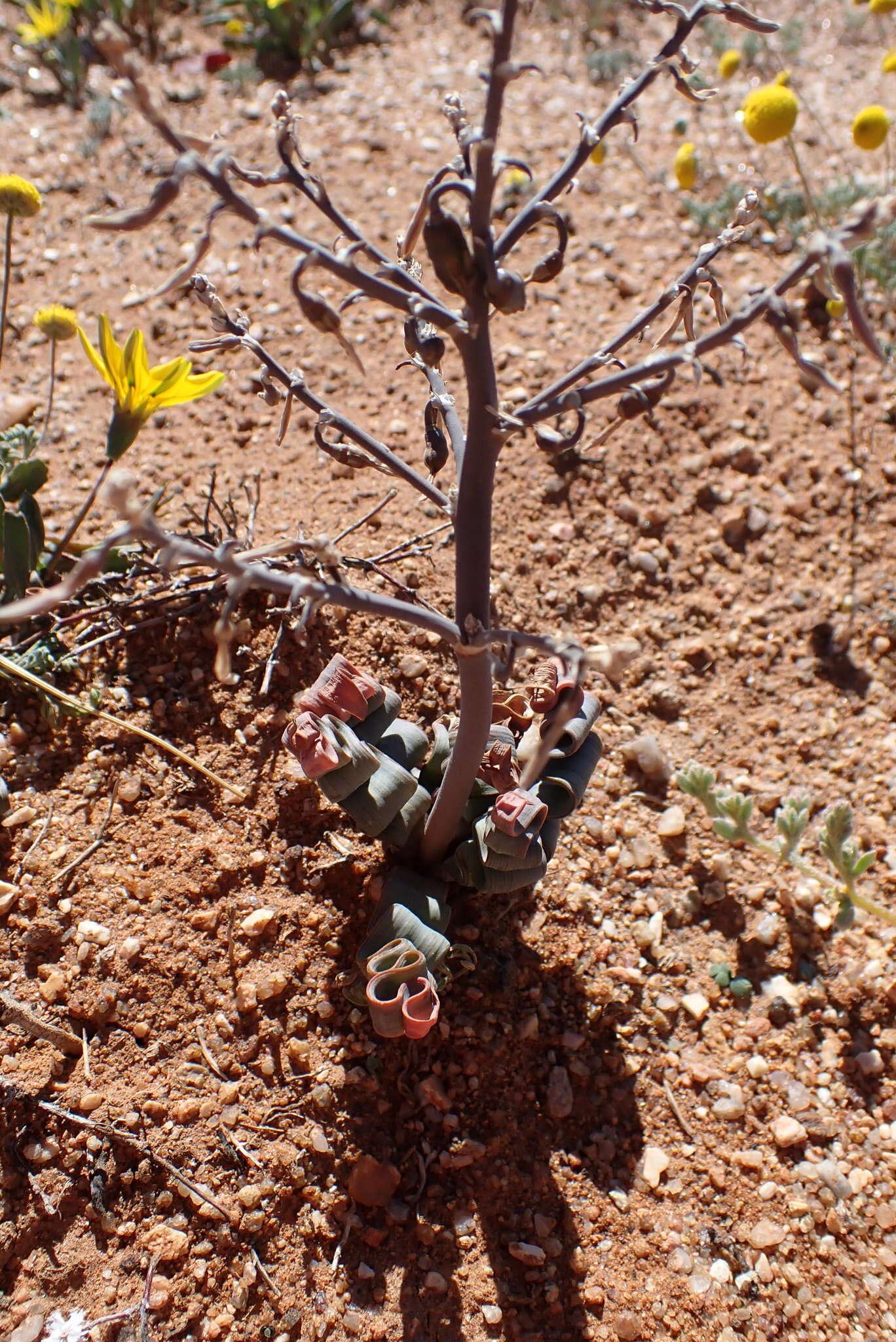 Image of Trachyandra tortilis (Baker) Oberm.