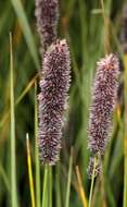 Image of Pongwa grass