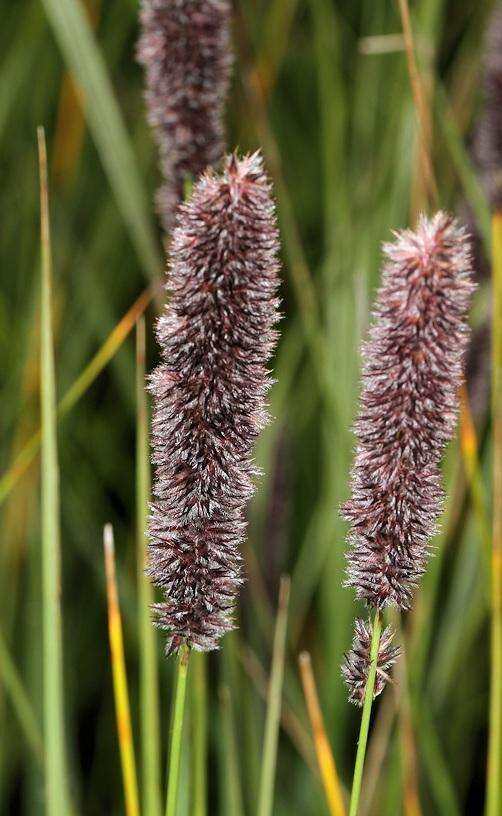 Image of Pongwa grass