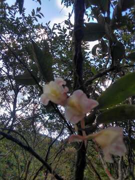 Image of Rodriguezia granadensis (Lindl.) Rchb. fil.