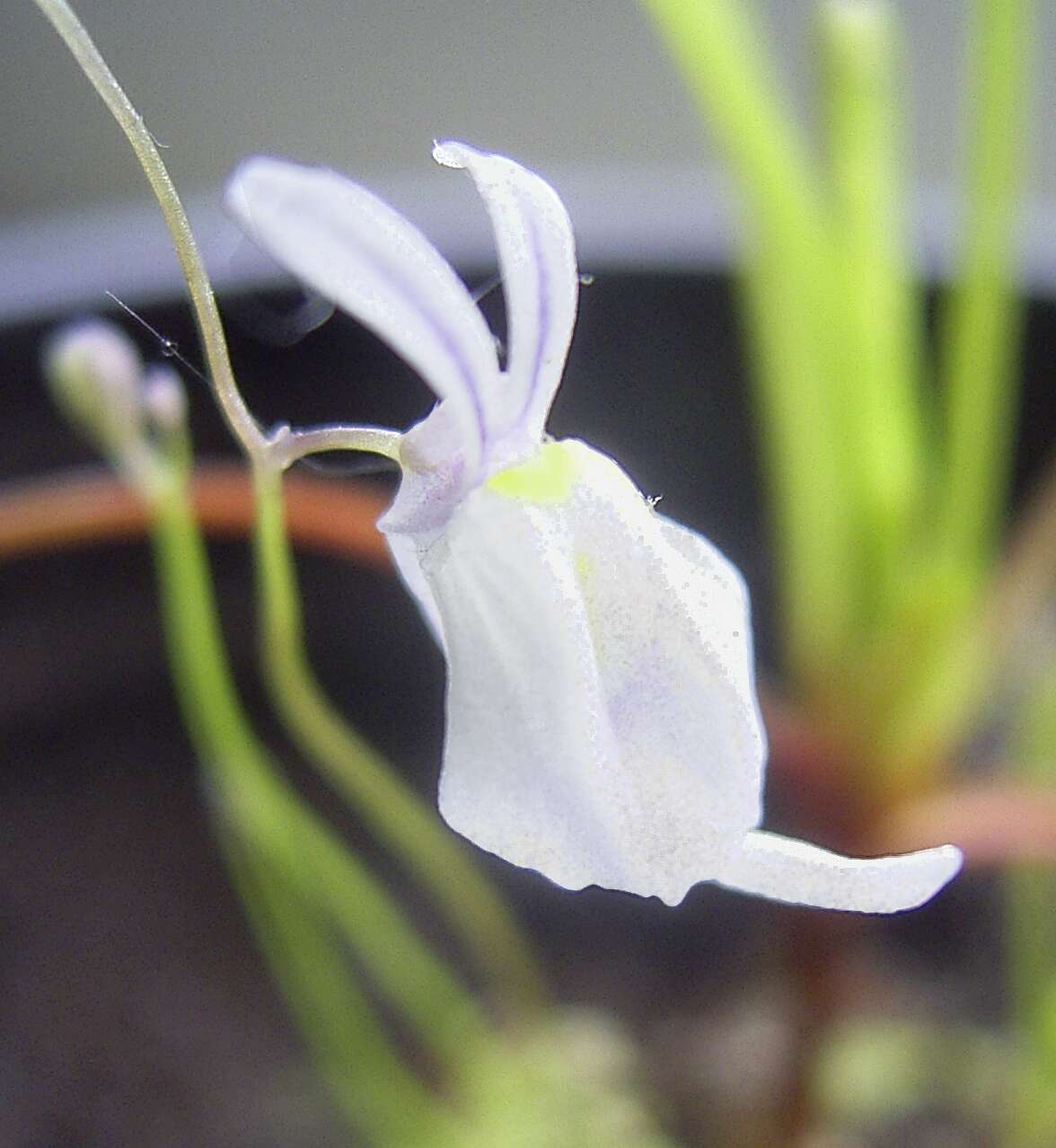 Image of Utricularia sandersonii Oliv.