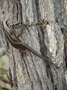 Image of Kalahari Tree Skink