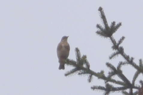 Image of Fieldfare