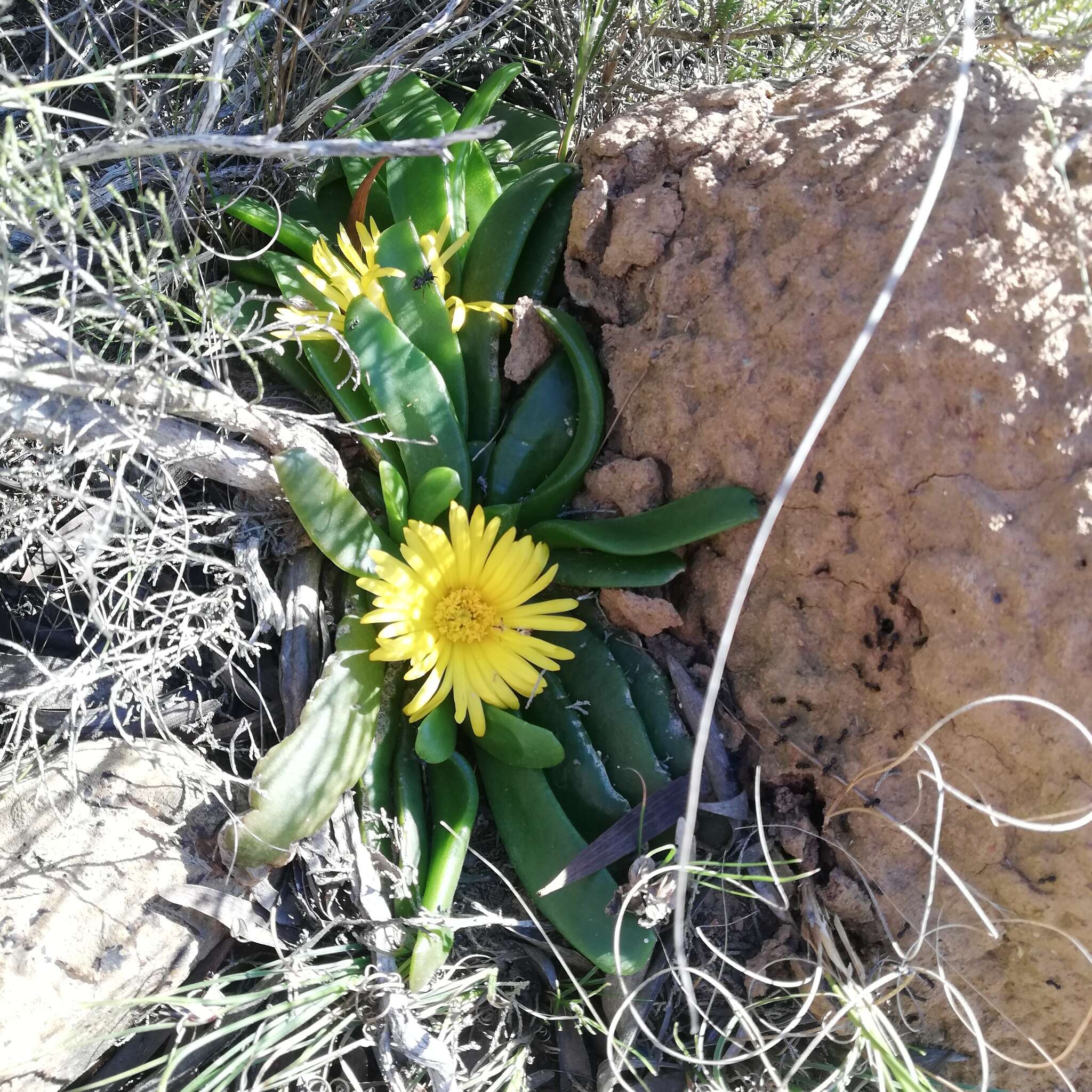 Image of Glottiphyllum depressum (Haw.) N. E. Br.