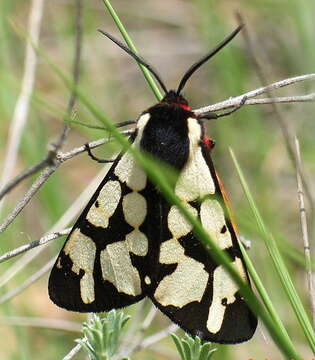 Image of Cream-spot Tiger