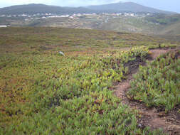 Imagem de Carpobrotus edulis (L.) N. E. Br.