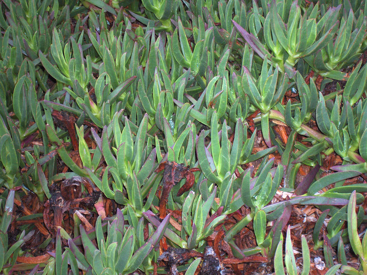 Image of hottentot fig