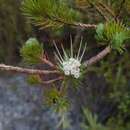 Image de Darwinia fascicularis Rudge