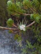 Image of Darwinia fascicularis Rudge