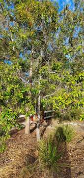 Plancia ëd Grevillea baileyana Mc Gill.