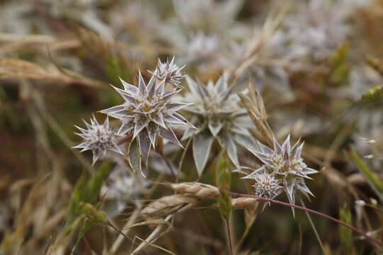 Image de Eryngium armatum (S. Wats.) Coult. & Rose