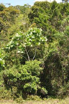 Image of Anthocleista madagascariensis Baker