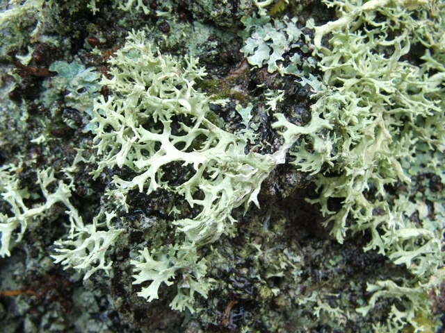 Image of ring lichen