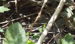 Image of Hispaniolan giant ameiva