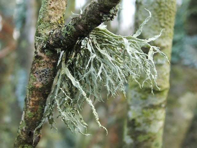 Imagem de Ramalina farinacea (L.) Ach.