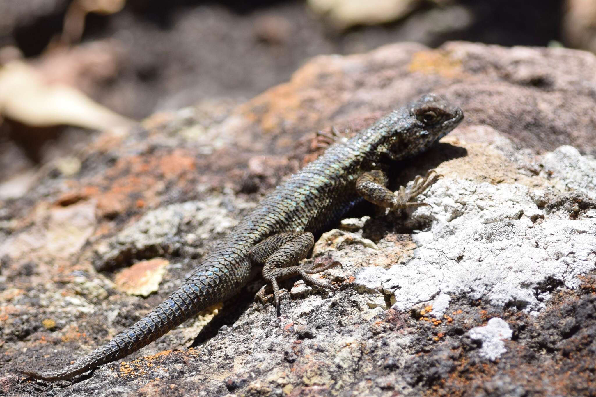 Sivun Sceloporus becki Van Denburgh 1905 kuva