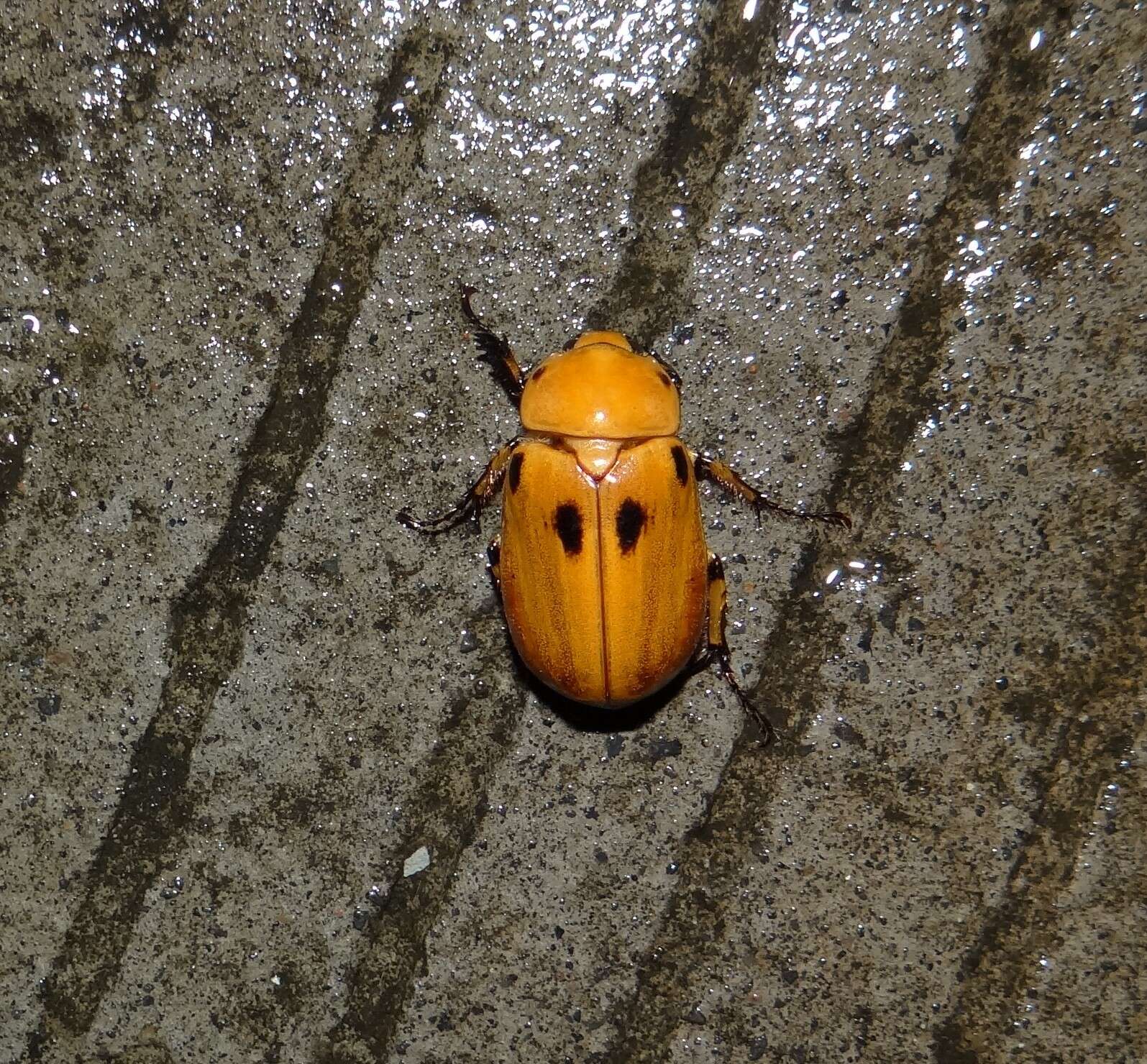 Ancognatha quadripunctata Bates 1888 resmi