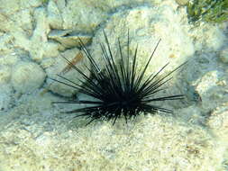 Image of spiny urchin