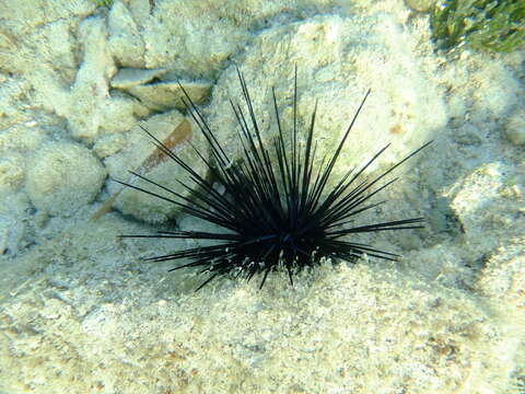 Image of spiny urchin