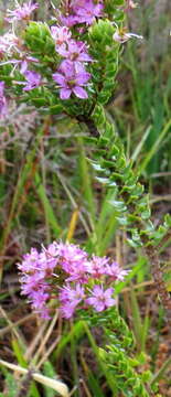 Image of Agathosma odoratissima (C. V. Montin) Pillans