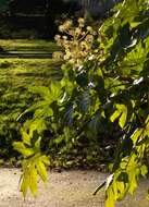 Image of fatsia