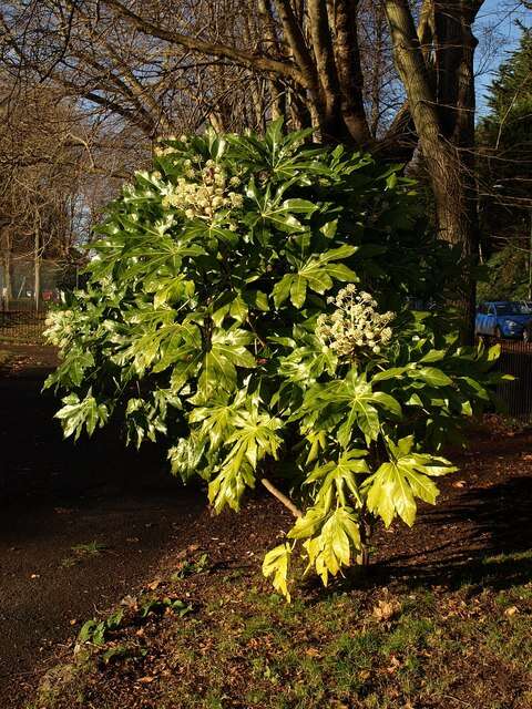 Image of fatsia