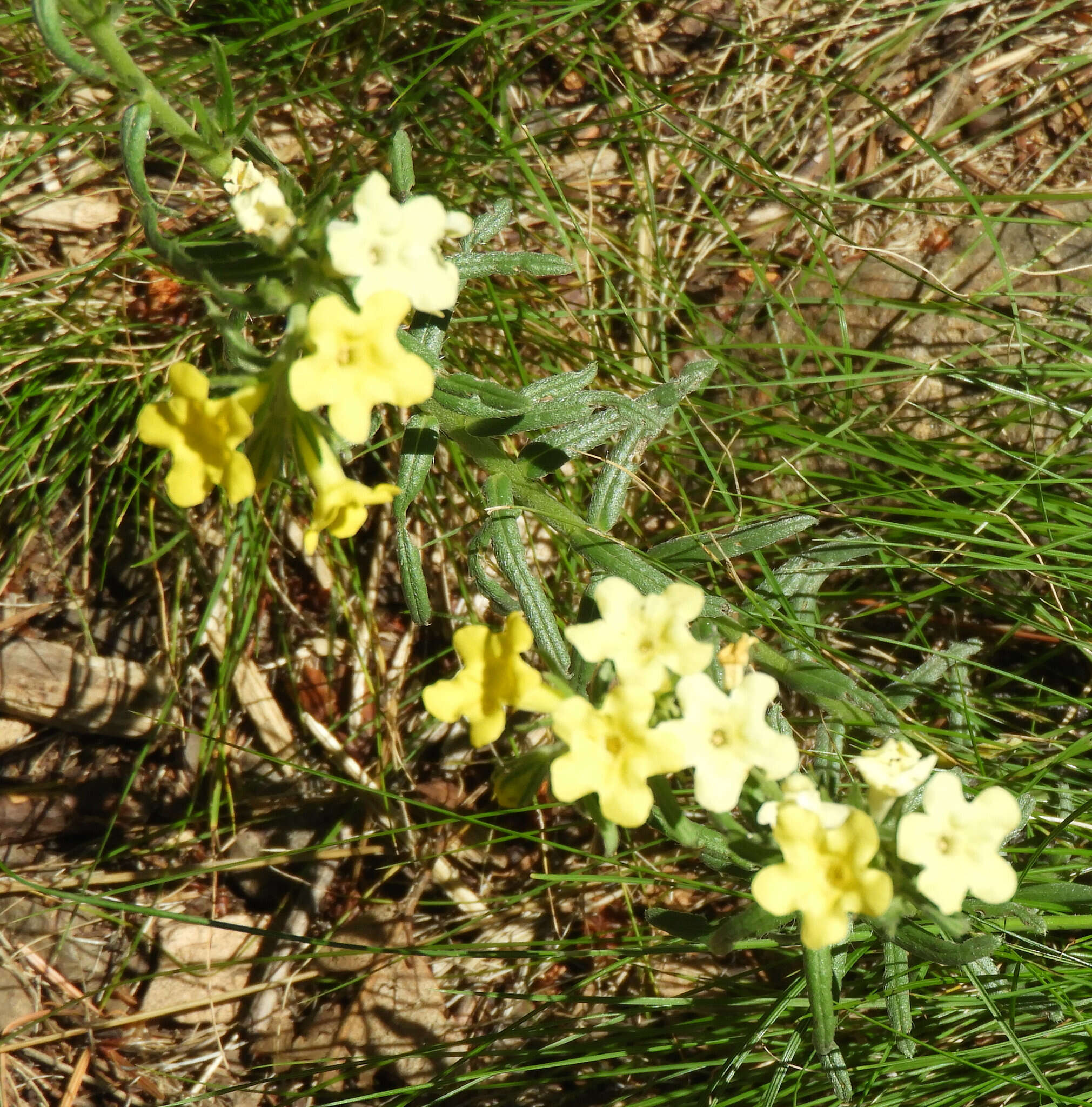 Image of smooththroat stoneseed