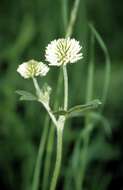 Imagem de Trifolium montanum L.