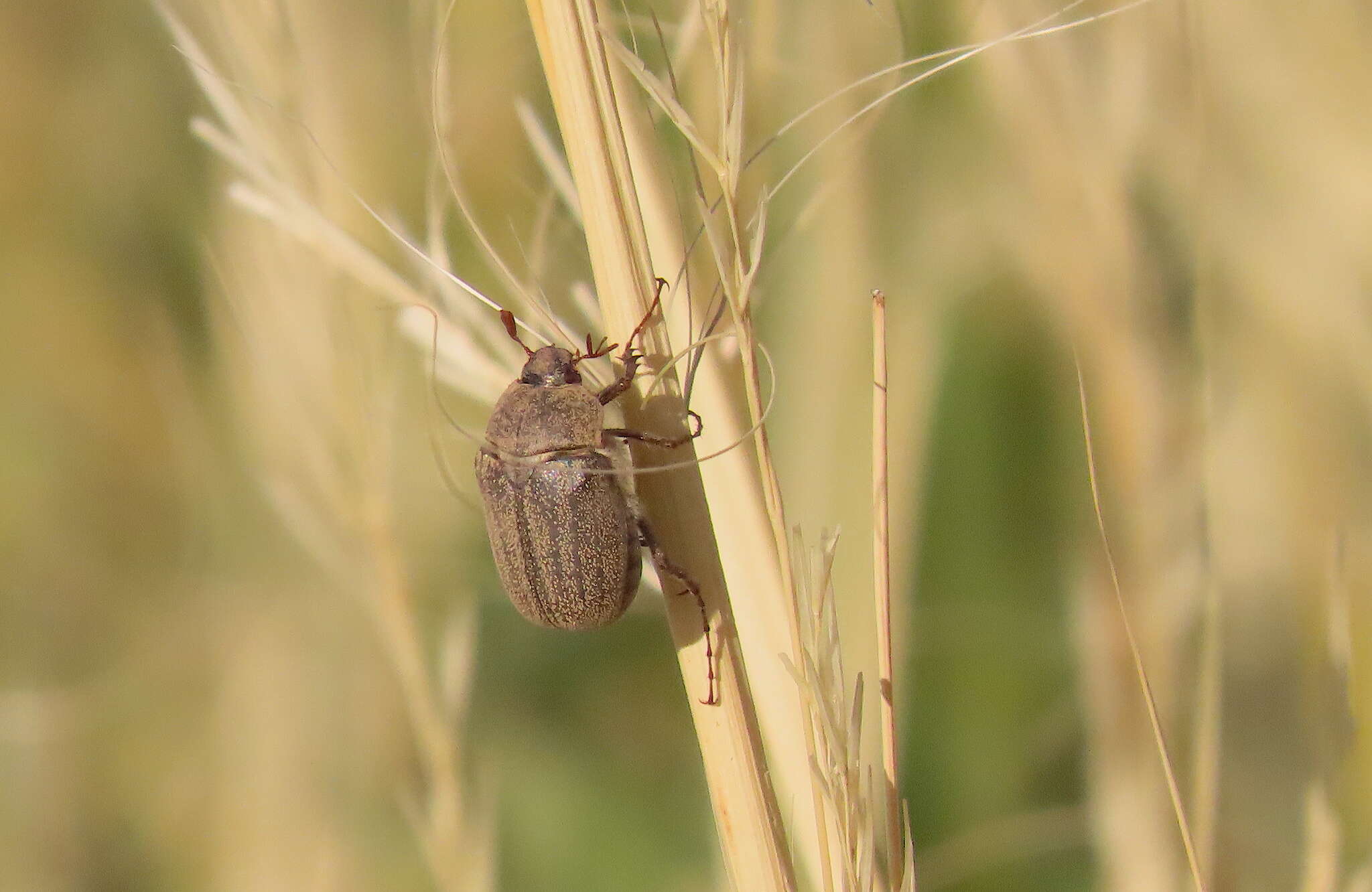 Sivun Phyllophaga (Tostegoptera) lanceolata (Say 1824) kuva