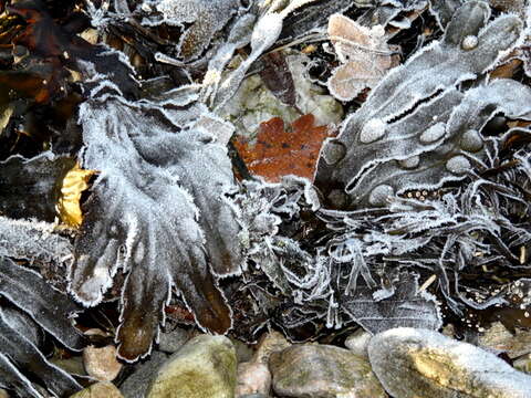 Image of toothed wrack