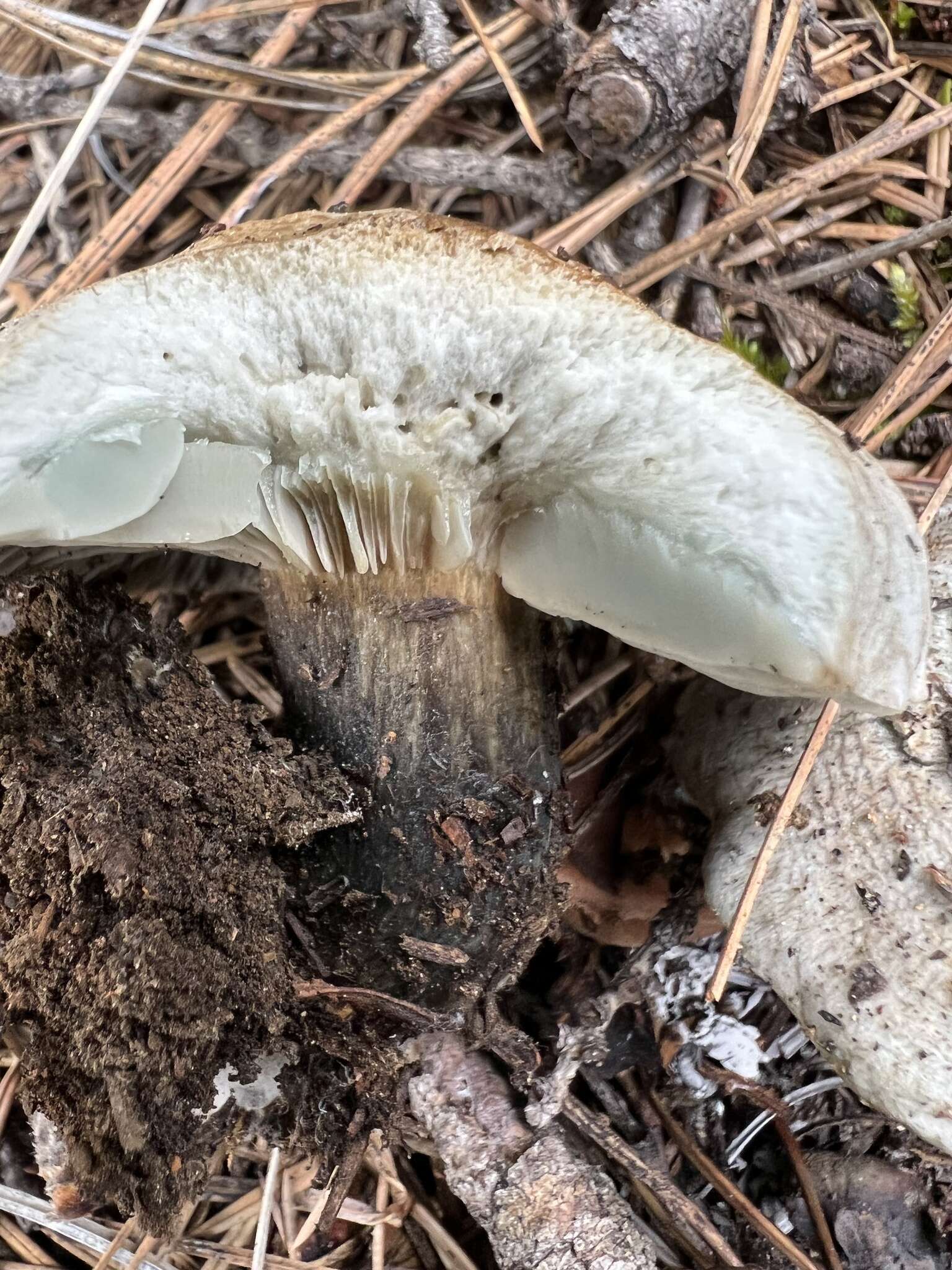 Image of Hygrophorus caeruleus O. K. Mill. 1984