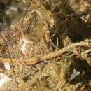 Image of Brock’s pipefish