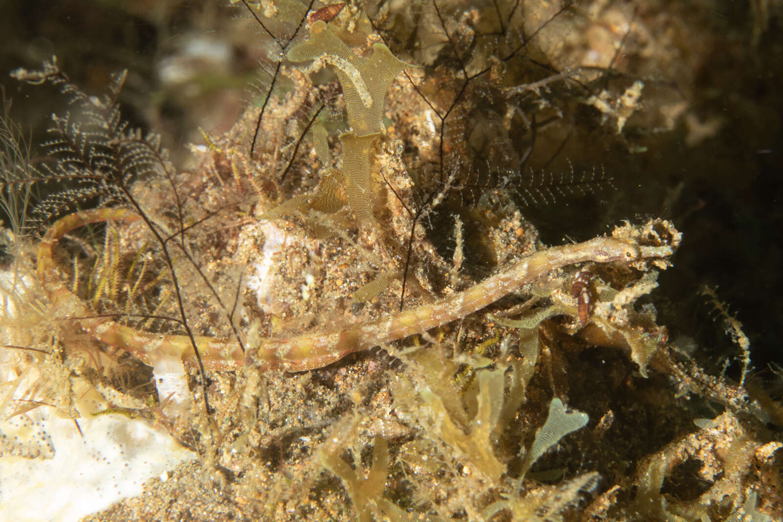 Image of Brock’s pipefish