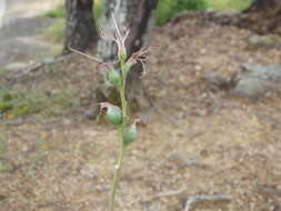 Image of Agave pratensis A. Berger