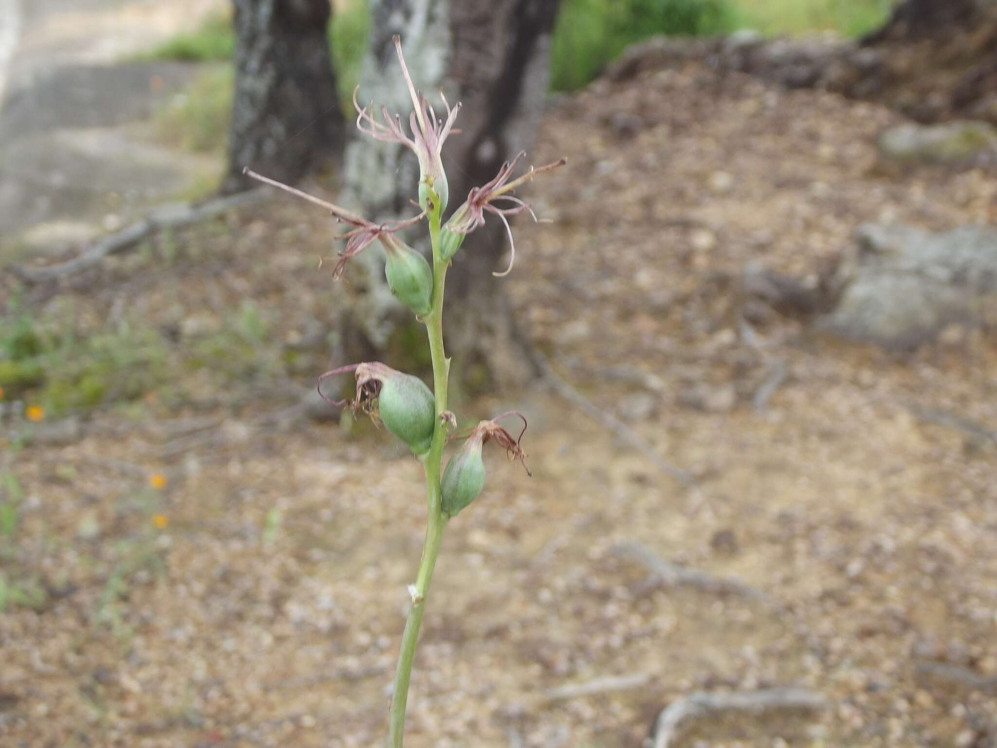 Image of Agave pratensis A. Berger